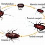 Hewan Yang Mengalami Metamorfosis Yang Sama Dengan Jangkrik Adalah